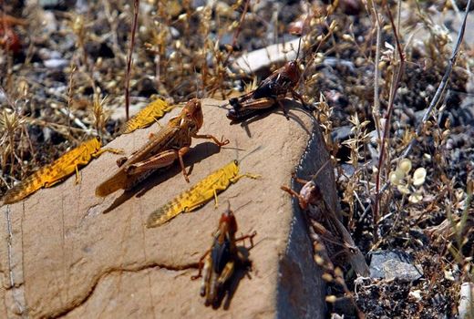 مبارزه با ملخ‌ها در سه هزارو ۱۵۵هکتار عرصه‌های استان بوشهر انجام شد