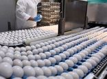 با حذف ارز ۴۲۰۰ تومانی، تخم مرغ توانست بازارهای منطقه‌ای را فتح کند