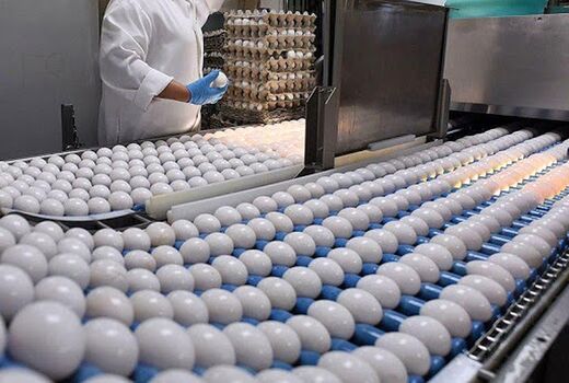 با حذف ارز ۴۲۰۰ تومانی، تخم مرغ توانست بازارهای منطقه‌ای را فتح کند