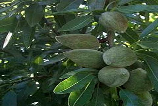 برداشت بادام در شهرستان ارزوئیه پایان یافت