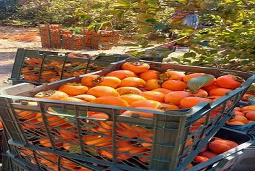 تولید 400 تن خرمالو در جهرم