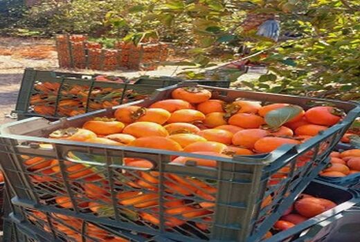 نکوداشت پدر علم ویروس شناسی گیاهی در هفته جهرم