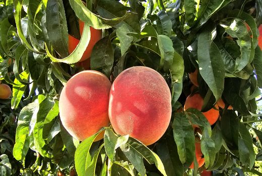 آغاز برداشت هلو از باغات استان چهارمحال و بختیاری