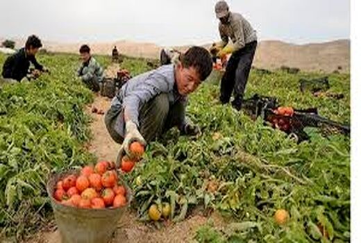 تولید بیش از یک میلیون تن محصولات کشاورزی در بوشهر