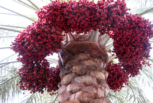 برداشت محصول خرمای سیستان و بلوچستان 235 هزارتن برآورد شد