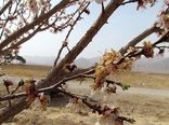 سرمازدگی درختان بادام در خراسان شمالی 