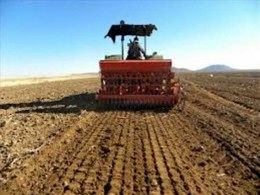 کشت گندم در سال جاری در این شهرستان از مرز 7000 هکتار فراتر می رود