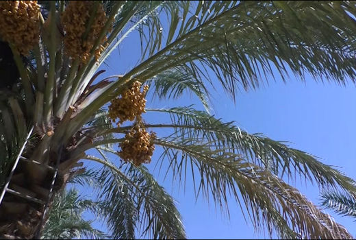 آغاز برداشت خرما از ۲۵۰ هکتار نخلستان های خور