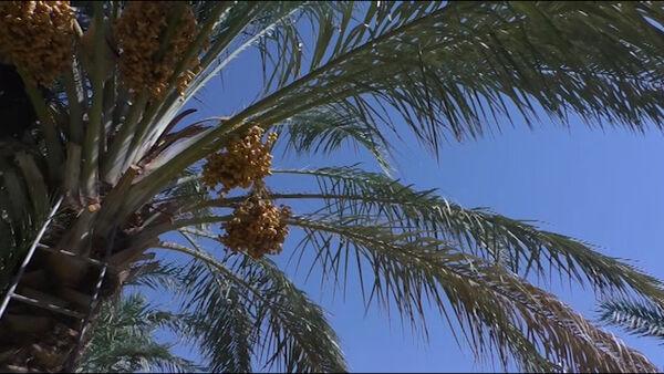 آغاز برداشت خرما از ۲۵۰ هکتار نخلستان های خور