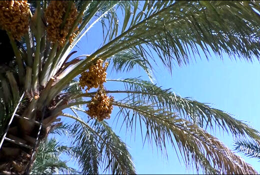 آغاز برداشت خرما از ۲۵۰ هکتار نخلستان های خور