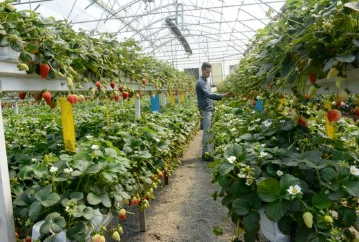 تحقق ۴۰ درصد اشتغال‌زایی در بخش کشاورزی استان قزوین