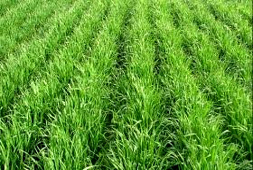 کاشت دیم در سطح 80 درصد از مزارع گندم کازرون 