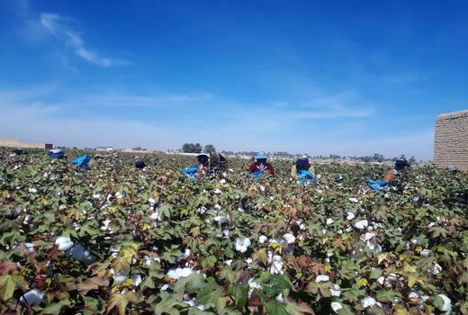 آغاز برداشت پنبه از مزارع فسا