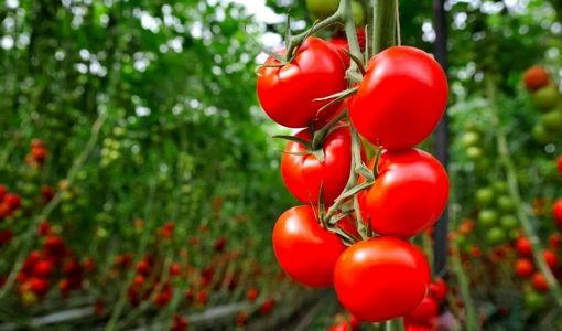 از ریزجاندار تا بازار؛ «فیدبک» گوجه‌فرنگی را نجات داد