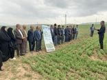 تولید 10 درصد عدس کشور در شهرستان ورزقان