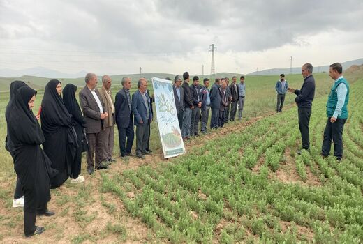 تولید 10 درصد عدس کشور در شهرستان ورزقان