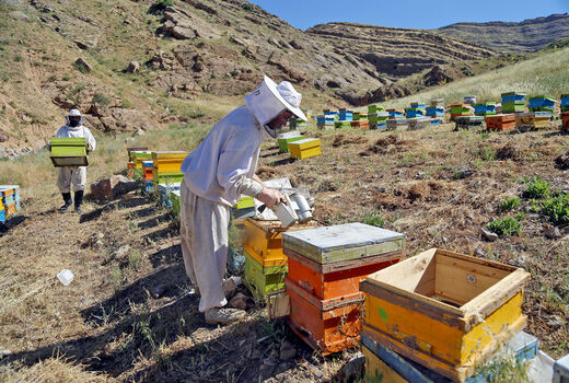 ساماندهی زنبورستان های منطقه میانکوه
