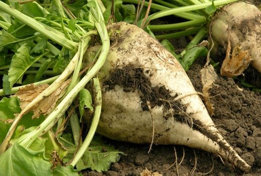 افزایش 630 گرمی تولید شکر به ازای مصرف یک مترمکعب آب 