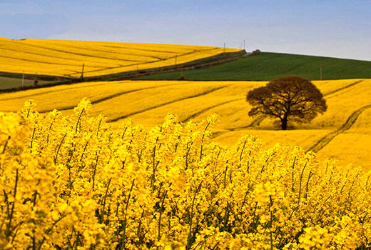 ۴۰ مرکز خرید گندم و کلزا در استان فعال شده است