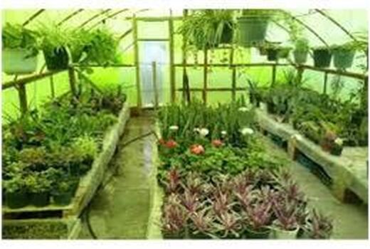 صدور الکترونیک 100 مجوز گلخانه در ساری