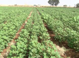کاشت مکانیزه و اصولی پنبه به همت کشاورز جرقویه‌ای
