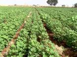 کاشت مکانیزه و اصولی پنبه به همت کشاورز جرقویه‌ای