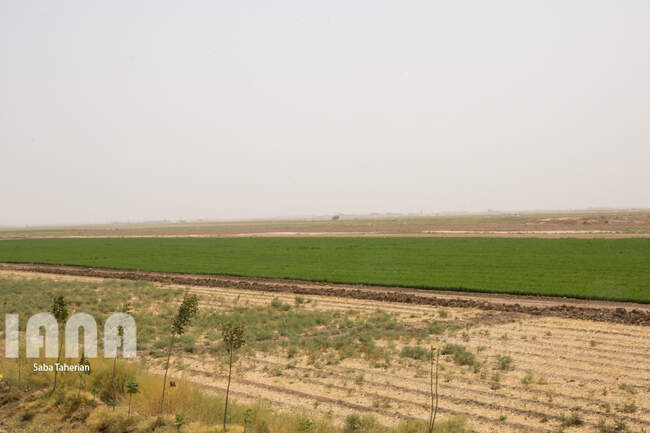 مزرعه ماهی و علوفه