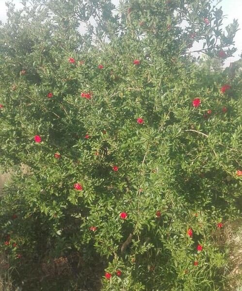 برداشت گل دارویی گلنار فارسی در سروستان 