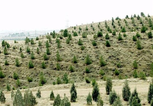 ایجاد بیش از 2 میلیون هکتار جنگل های دست کاشت بیابانی