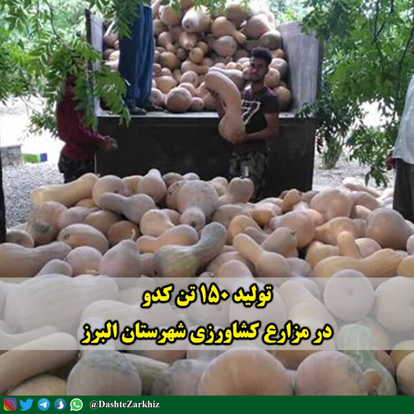 تولید بیش از ۱۵۰ تن کدو در مزارع کشاورزی شهرستان البرز