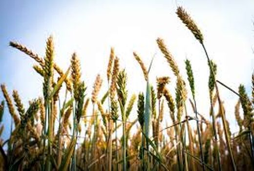 هشدار «زنگ زرد» برای گندم کاران بوشهر/ کشاورزان هوشیار باشند
