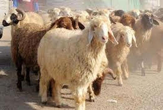 خشکسالی و گرانی نهاده های دامی سبب افزایش میزان کشتار و حذف دام در خراسان شمالی