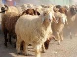 خشکسالی و گرانی نهاده های دامی سبب افزایش میزان کشتار و حذف دام در خراسان شمالی