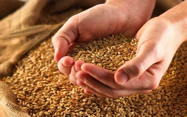 ۱۵۰۰ میلیارد ریال تسهیلات به تولید کنندگان بذر استان بوشهر پرداخت شد