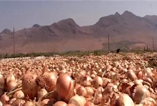 آغاز برداشت پیاز از ۲۰۰ هکتار مزارع شهرستان فریدونشهر