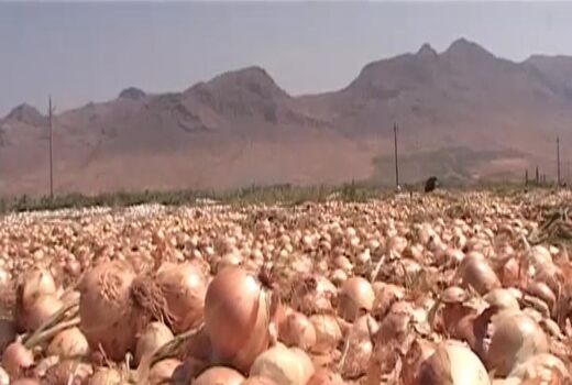 آغاز برداشت پیاز از ۲۰۰ هکتار مزارع شهرستان فریدونشهر