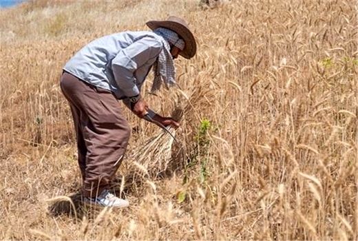 عشایر چهارمحال و بختیاری ۱۰۰ هزار تن محصول زراعی برداشت کردند