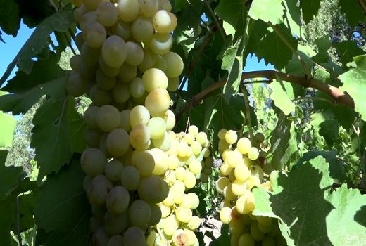 برداشت انگور از تاکستان‌های فریدن