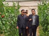 توسعه گلخانه‌ها در کهگیلویه و بویراحمد، پیشران تأمین نیاز داخلی و رونق صادرات