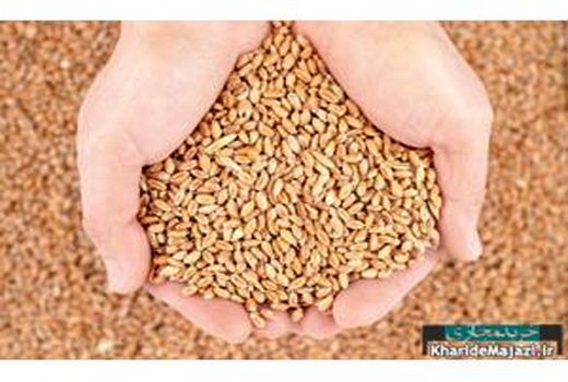 تخصیص 220 تن بذر گندم به کشاورزان میاندورودی/ پیش‌بینی 3 هزار هکتار به کشت گندم