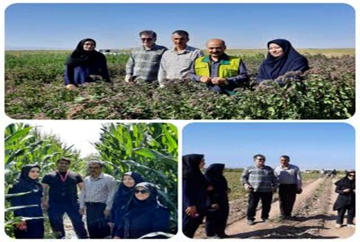 بازدید کارشناسان فنی از مزارع کشاورزی شهرستان بوئین زهرا/ تاکید بر رعایت الگوی کشت و بهره وری مصرف آب