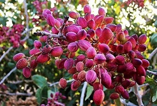 ۴۰۰ هکتار از باغات زنجان به کشت پسته اختصاص دارد