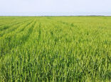 برگزاری کارگاه ترویجی کشت پاییزه گندم و کلزا در شهرستان رامشیر