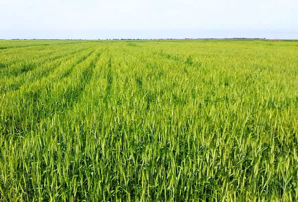 برگزاری کارگاه ترویجی کشت پاییزه گندم و کلزا در شهرستان رامشیر