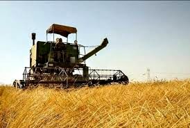 افزایش 25 درصدی خرید گندم در خوزستان