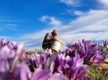 طلای سرخ در سایه عطش زمین، از دل دشت‌های نی‌ریز شکفت
