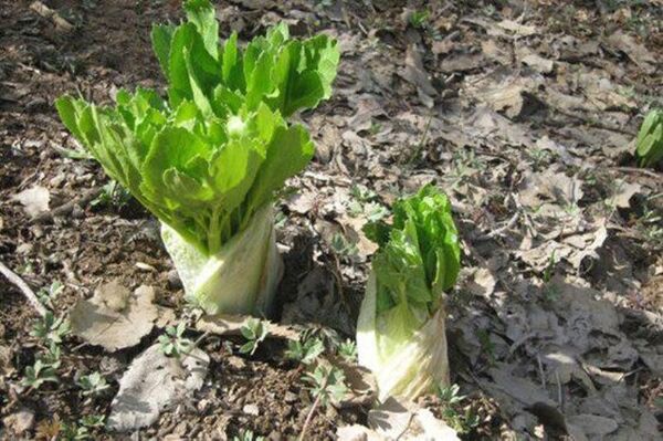 رویشگاهای کلوس چهارمحال و بختیاری احیا می شوند