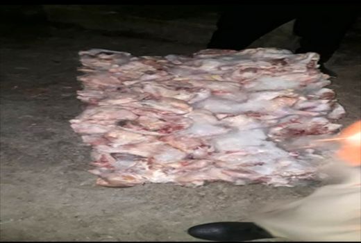 ضبط محموله مرغ قطعه بندی شده غیربهداشتی در شهرستان دره شهر