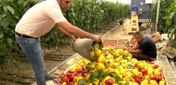 بهره گیری از فناوری نوین دفع آفات در گلخانه‌های استان