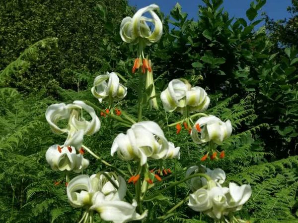 رقص چلچراغ در هیرکانی؛ نبرد زیبایی با انقراض